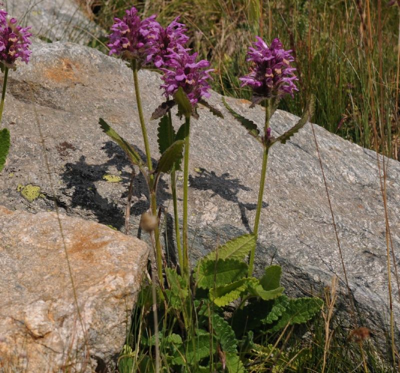 Betonica hirsuta (=Stachys pradica) / Betonica densiflora